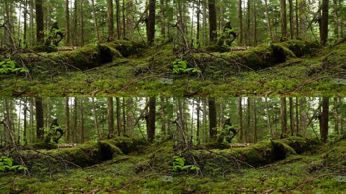 郁郁葱葱的森林视频素材原始森林