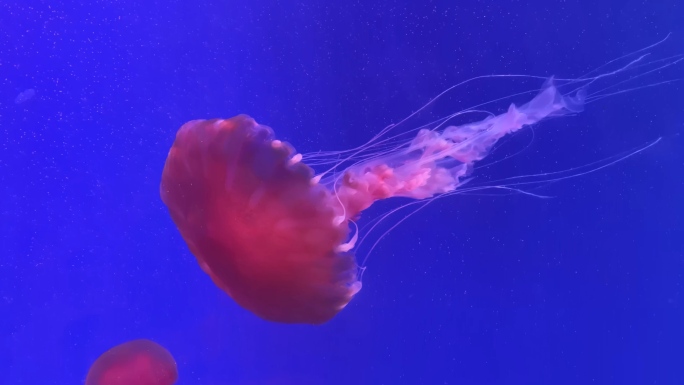 【原创4k】水族馆梦幻水母