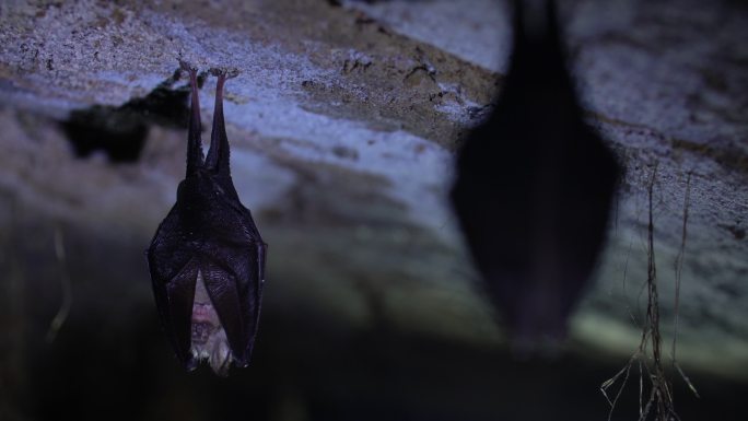 冬眠时倒挂在山洞顶的蝙蝠
