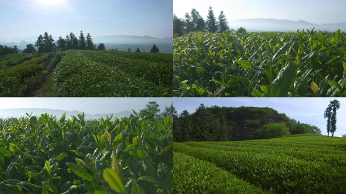 武夷生态山茶园