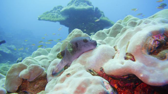 珊瑚上睡觉的河豚潜水第一视角自然