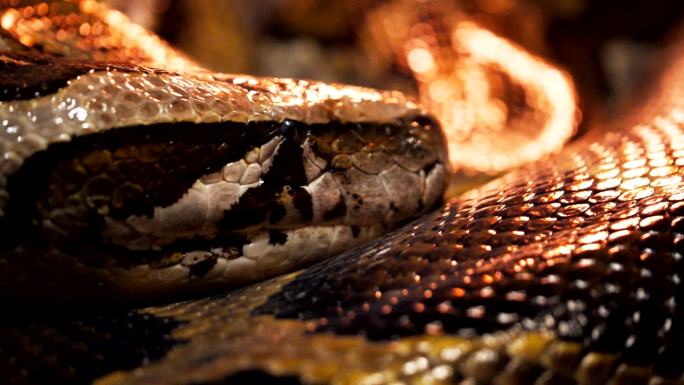 缅甸蟒蛇动物特写动物观察保护动物