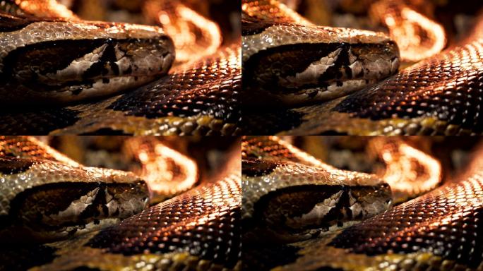 缅甸蟒蛇动物特写动物观察保护动物