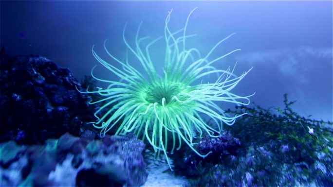 管栖海葵水里刺胞食肉动物六放珊瑚亚纲