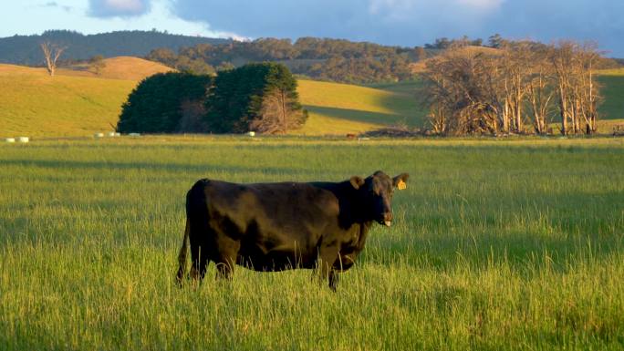 黑牛在农场吃草内蒙古大草原牧场农场奶牛