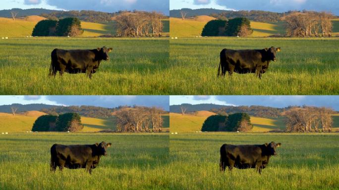 黑牛在农场吃草内蒙古大草原牧场农场奶牛
