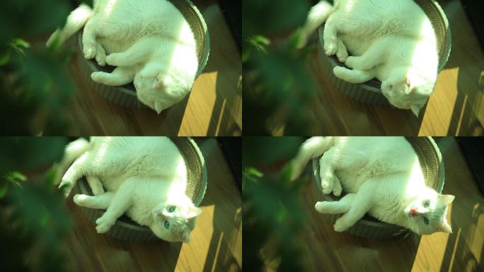 小猫 蹭痒痒 打哈气