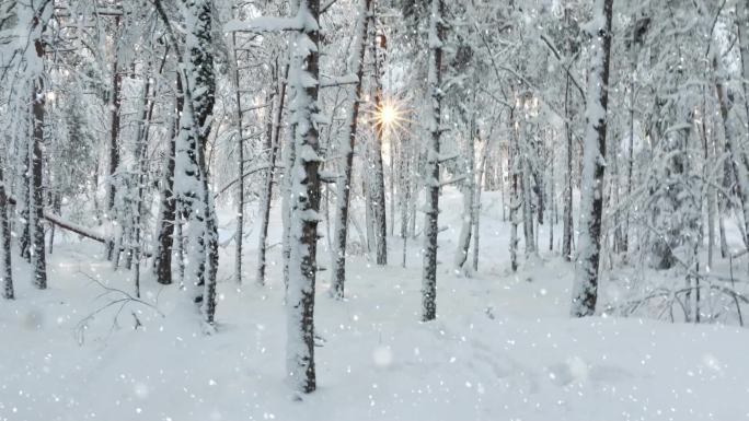 大雪树林林中阳光