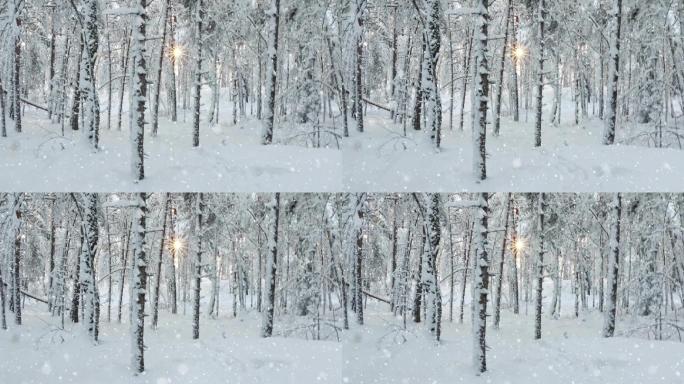 大雪树林林中阳光