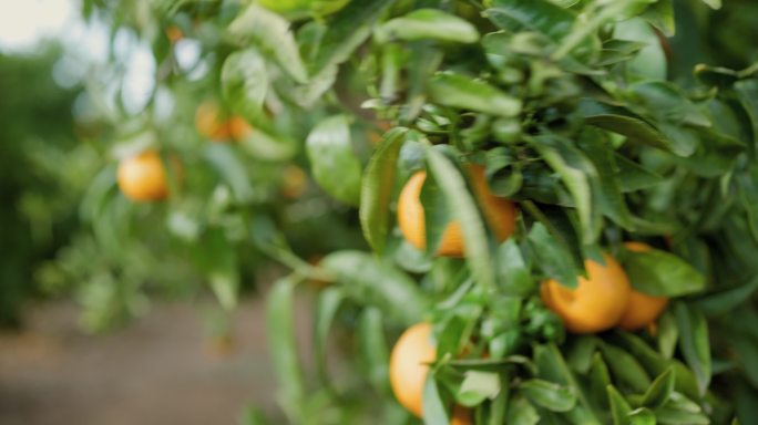 树上的橘子有机生态绿色天然自然美味食材
