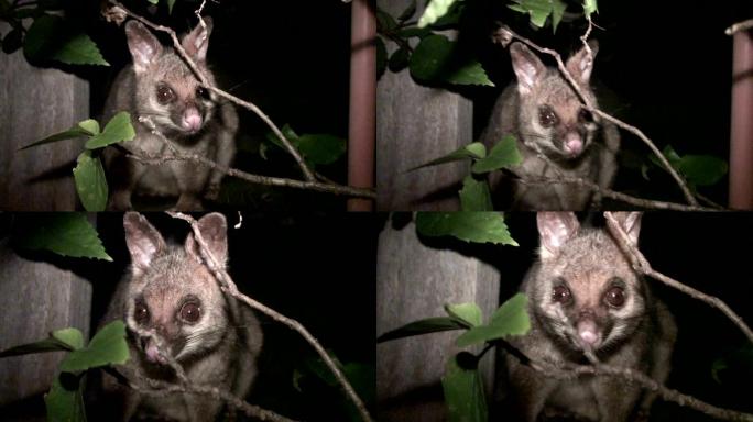 夜间负鼠大自然物种种类生存繁殖
