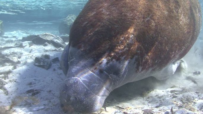 海牛在浅海里觅食儒艮海洋动物海洋美人鱼