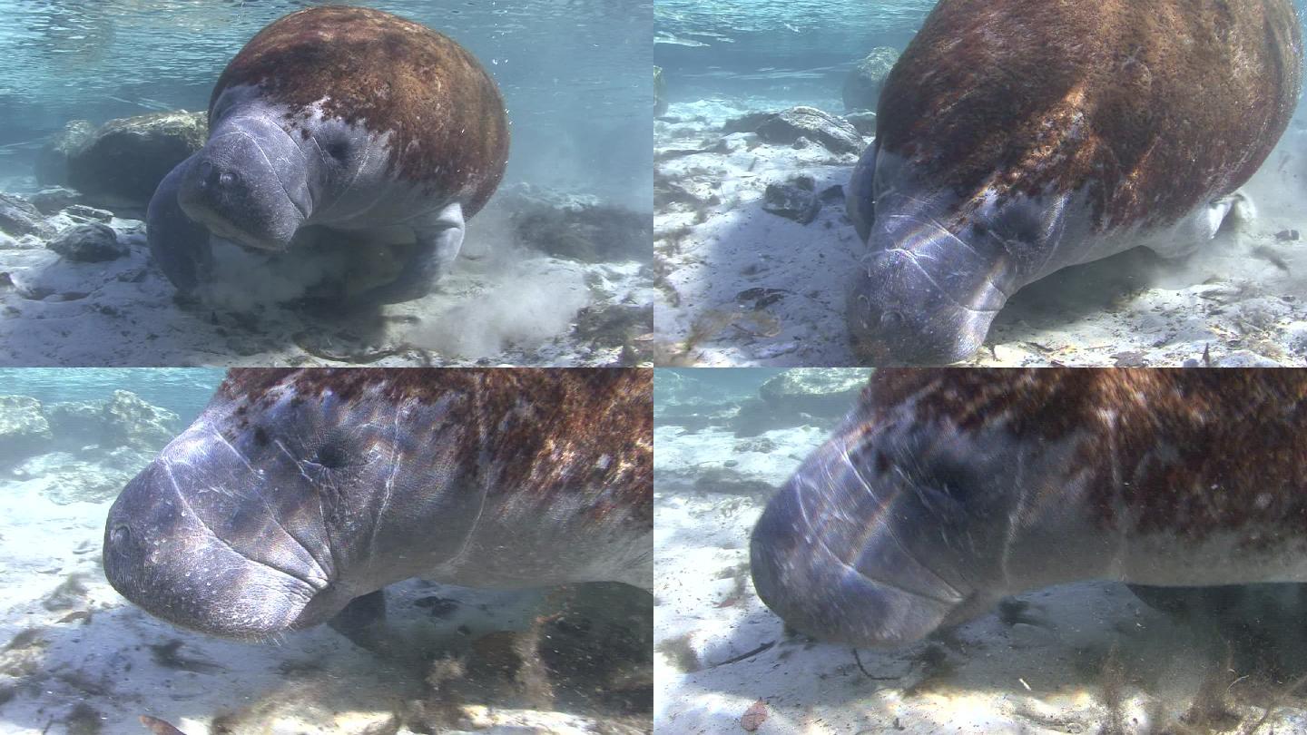 海牛在浅海里觅食儒艮海洋动物海洋美人鱼