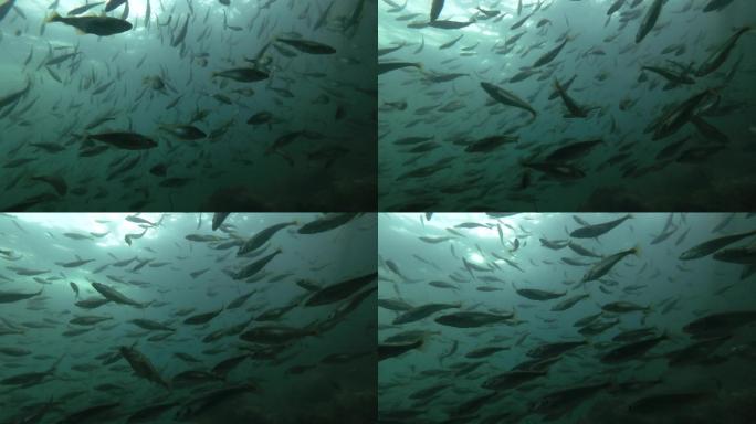 大量的鱼群海底鱼群海底渔业资源深海资源