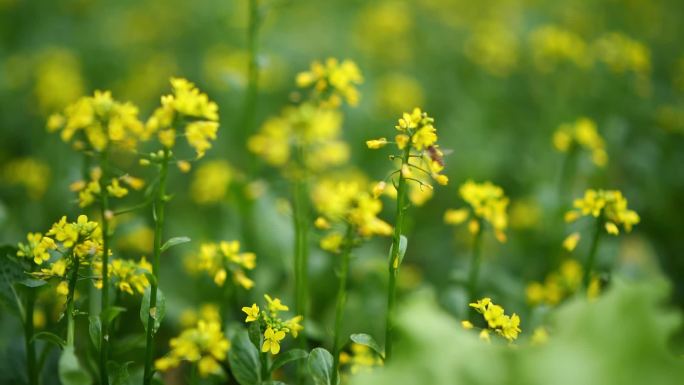 油菜花和蜜蜂