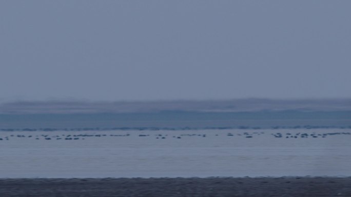 鄱阳湖大雁群居长卷【长镜头】