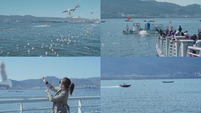 昆明滇池海埂大坝喂海鸥4k