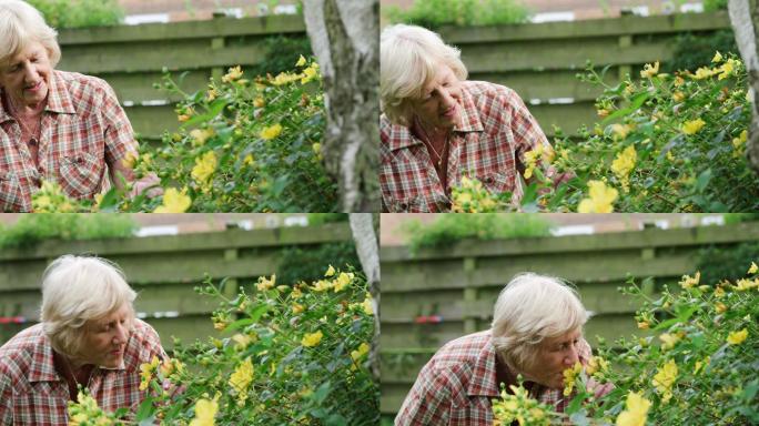 一位年长女性在自家后院照料植物