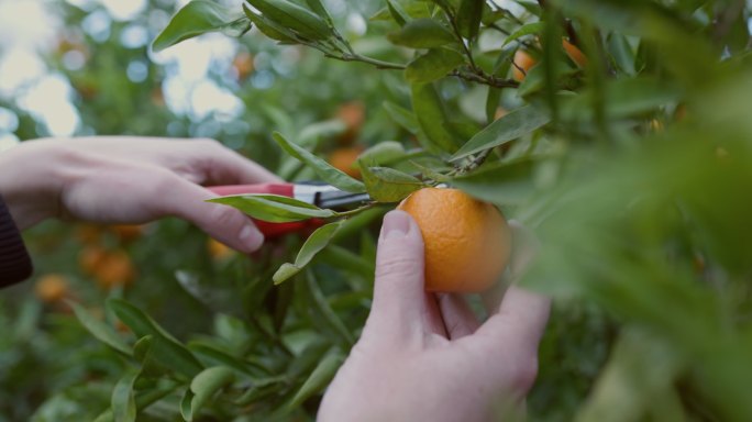 一个园丁用修剪器从树上剪下一个橘子