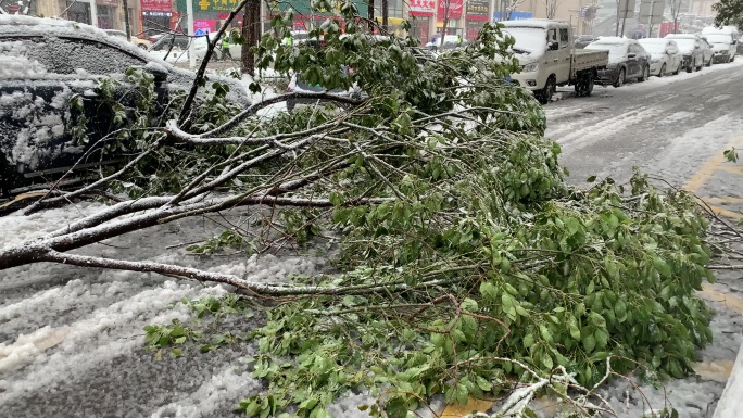 大树被大雪压断