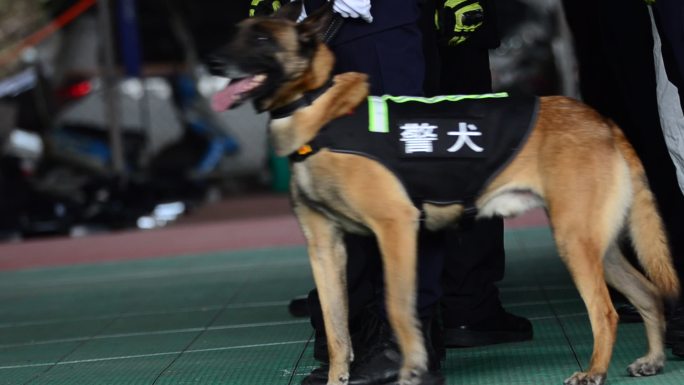 缉毒警犬的训练