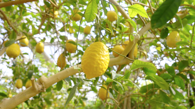 4K柠檬树上挂满了柠檬果