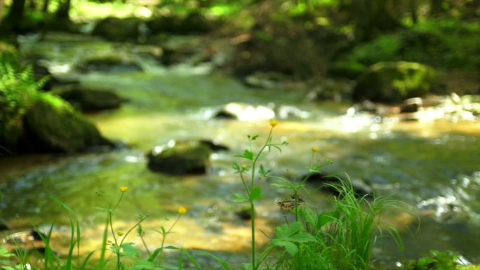 春天森林里的小溪森林小河河流小溪夏天清凉