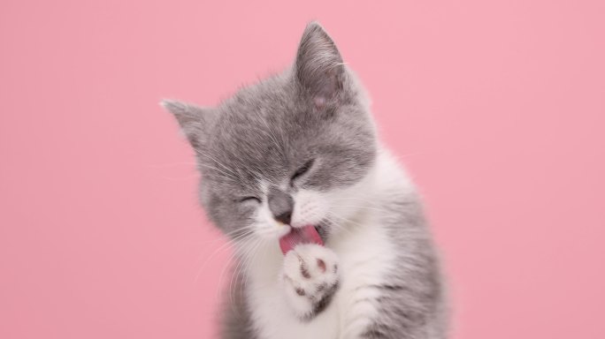 小猫在粉色背景下清洁爪子和头部