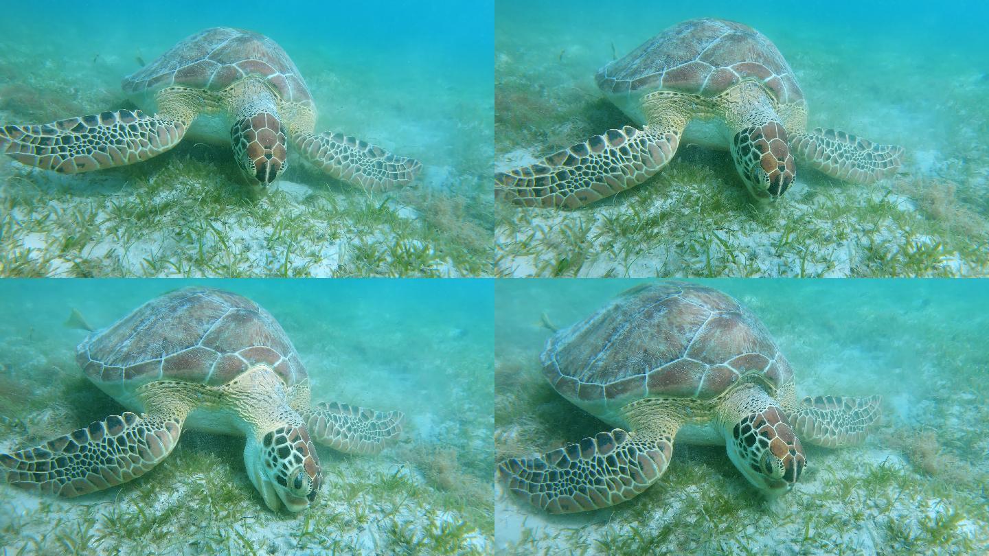 海龟海底水底龟