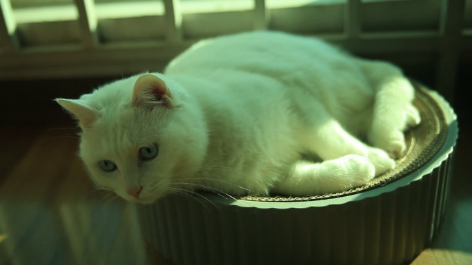 小猫 晒太阳