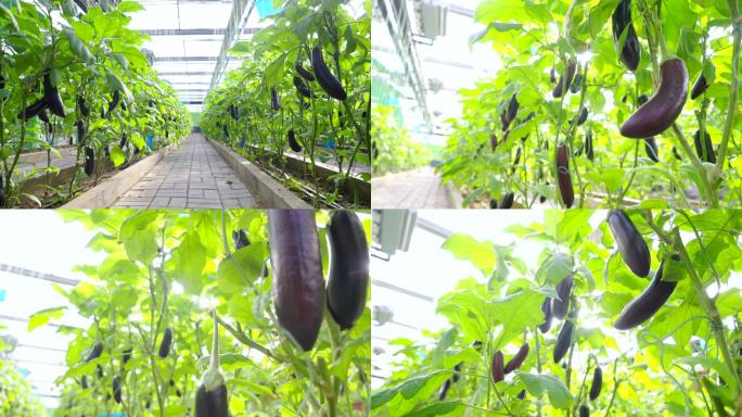 4K绿色蔬菜-有机蔬菜-茄子种植-农业