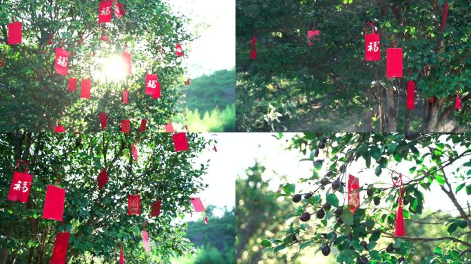 山茶油树幸福树唯美视频