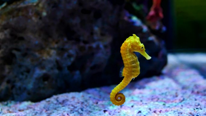 水族馆里的海马。金色水底海下