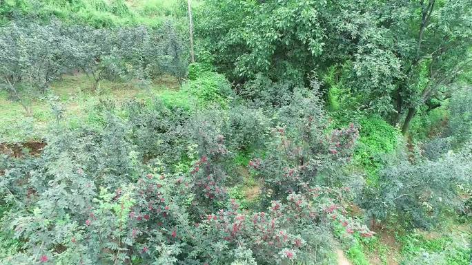 宝鸡槐树岭村花椒种植产业航拍