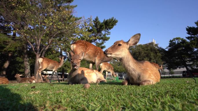 动物园里的一群鹿袋鼠优雅宠物吃草吃饭公园