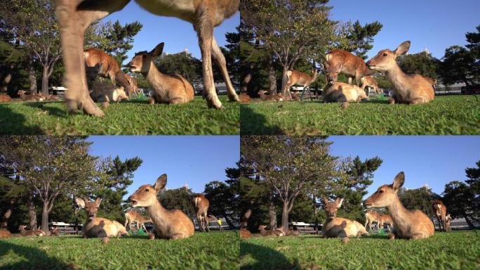 动物园里的一群鹿袋鼠优雅宠物吃草吃饭公园