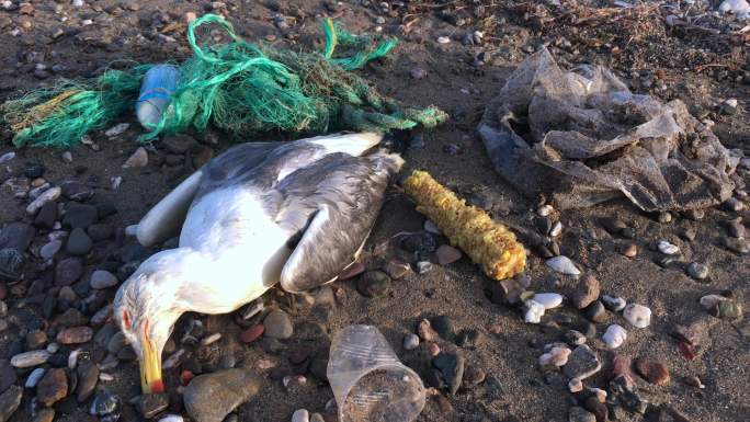 海鸥死于环境污染大海海洋海边沙滩海滩环保