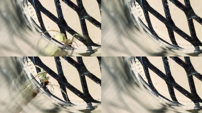 一只黄色囊蛛在玻璃罐底部爬行的特写镜头