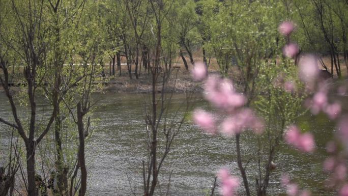 永定河  河流  春天 春暖花开 花