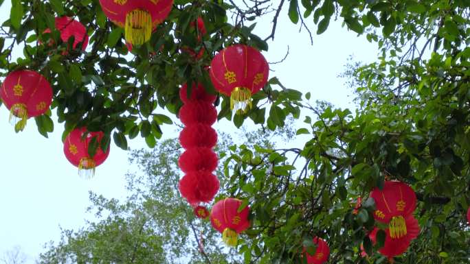 过年春节树上挂满灯笼许愿树