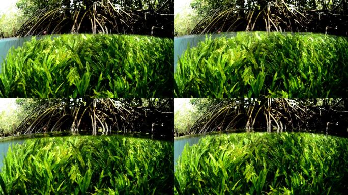 水生植物生态水草摄影