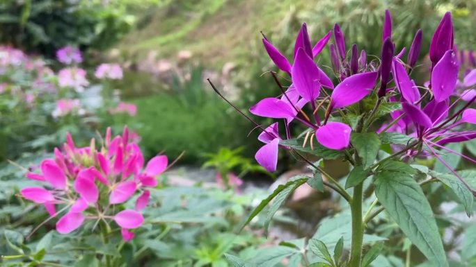 小溪旁艳丽花朵视频素材