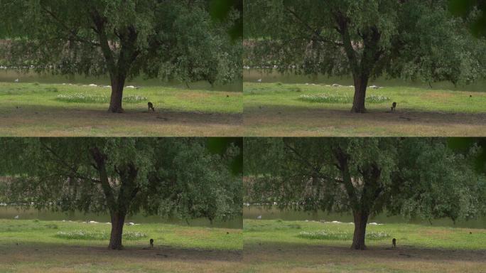 麋鹿苑 生态 动物 獐子 树林 绿色