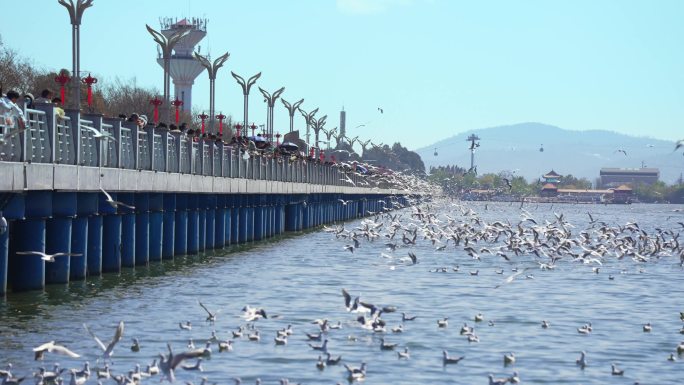 昆明滇池海埂大坝海鸥4k