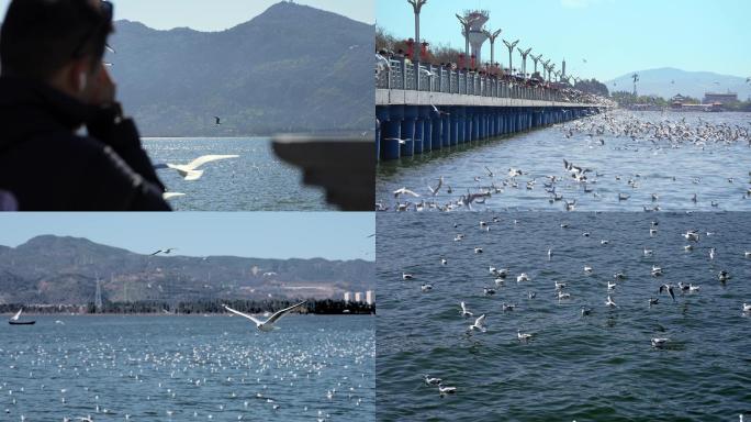 昆明滇池海埂大坝海鸥4k