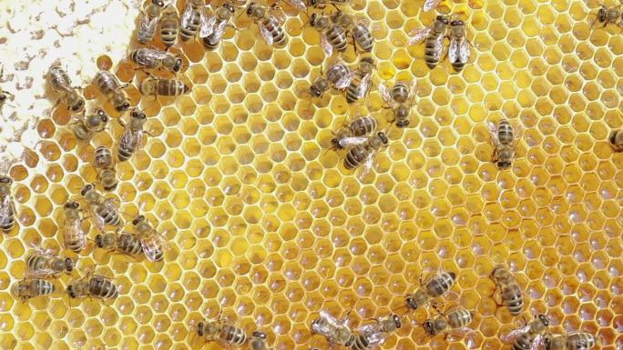 蜜蜂蜜蜂巢蜂蜜马蜂窝