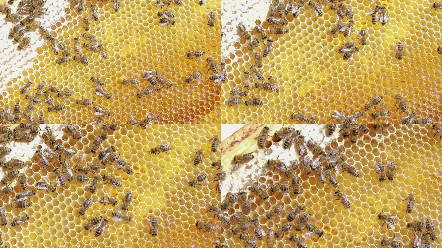 蜜蜂蜜蜂巢蜂蜜马蜂窝