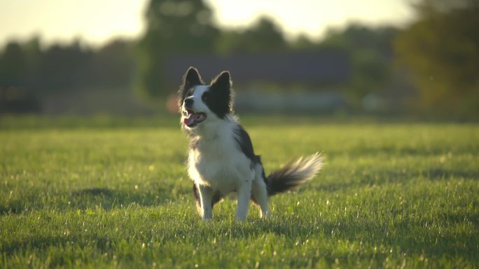 边境牧羊犬在户外进行服从训练。