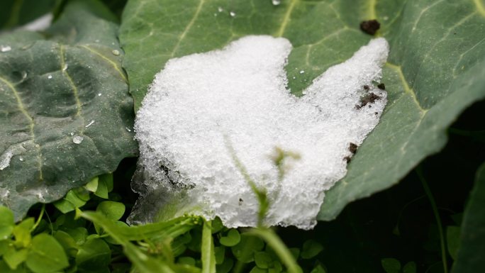 延时冰雪融化，万物复苏，春天来临，冬季