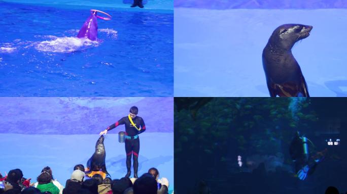 海洋馆海豚表演海豹表演